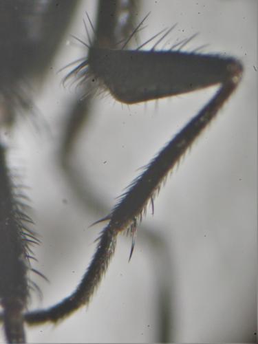 Fannia atripes